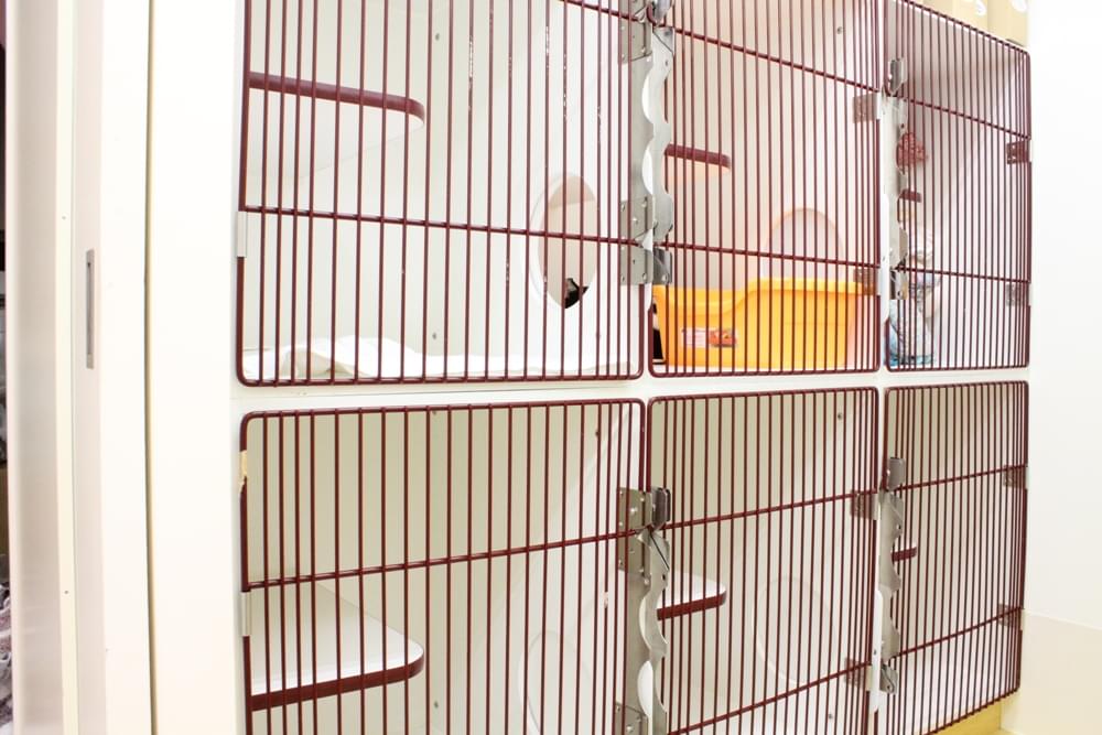 猫入院室も常に清潔です