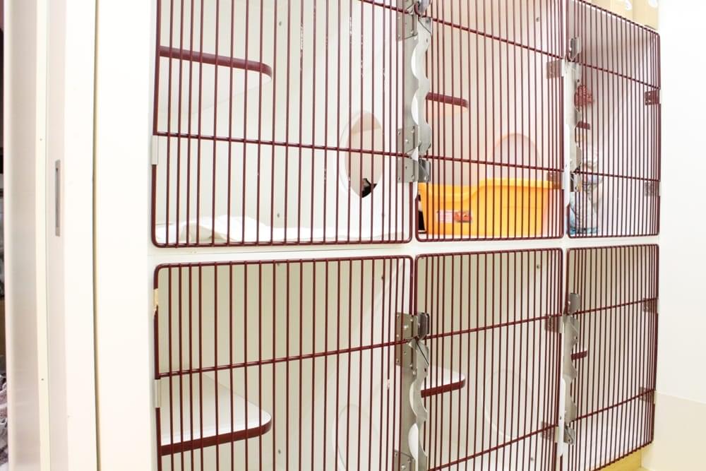 猫 全6室